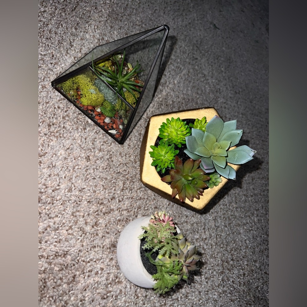3 Plant Decoration for $25